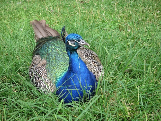 Pauw in een park