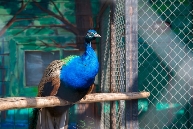 Pauw met blauwe veren in de lentezon