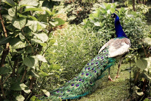 Pauw met lange kleurrijke staart in het park