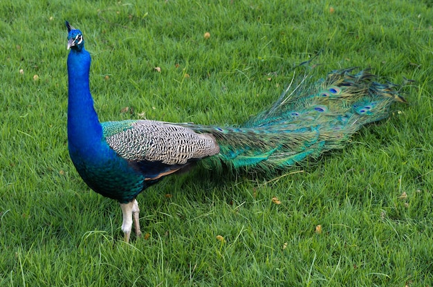 Pauw op een groen gras