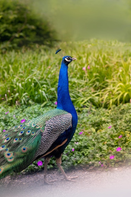 Foto pauw op een veld