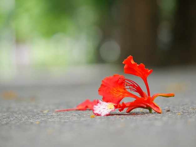 Pauwbloem op de grond wordt geplaatst die.