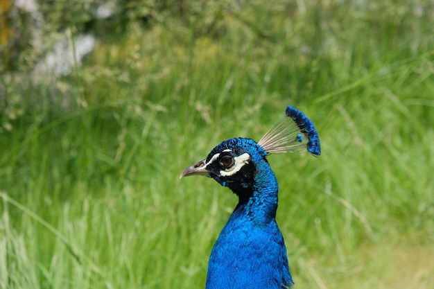 Foto pauwenhoofd op een achtergrond van groen