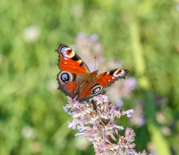 Pauwvlinder op oregano of muntbloemen op zonnige zomerdag