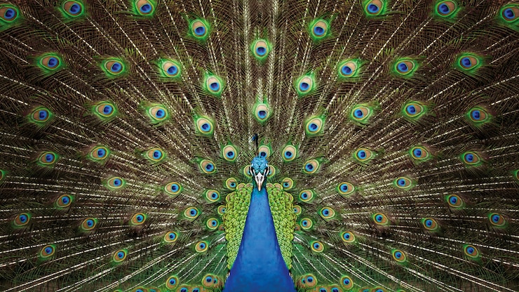 Foto pauwvogel toont levendige groene kleur van veren
