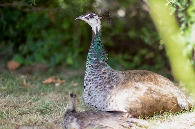 Pauwvrouwtje en babypauw rusten in een open park