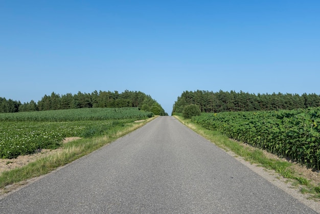 植物のある舗装道路