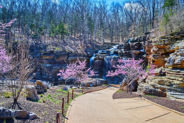 Paved path leading to waterfalls surrounded by cherry trees