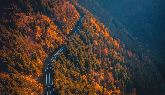 Paved road framed by autumn trees