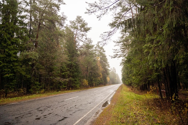 숲 한가운데 포장된 도로