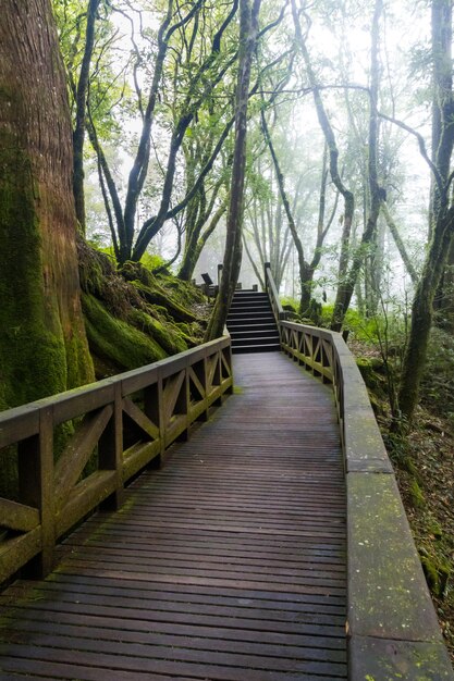 Foto area escursionistica in legno pavimentata all'interno dell'area forestale nazionale di alishan circondata da giungla verde a taiwan