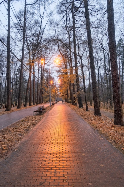 тротуар в вечернем парке из плиток осенью в дождливую погоду со светом фонарей