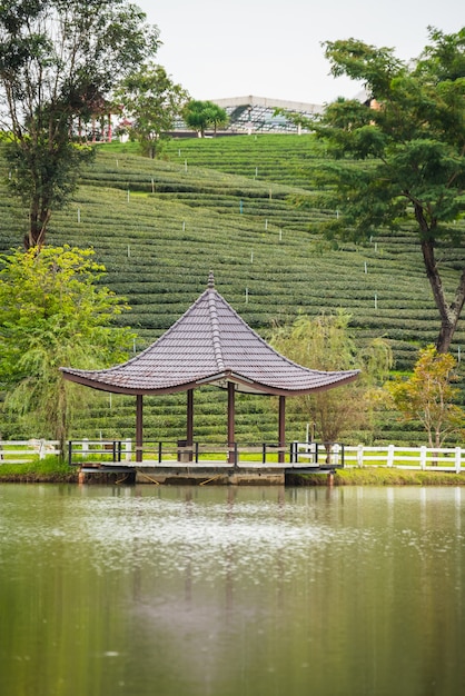 Stile cinese del padiglione all'azienda agricola del tè verde, chiang rai tailandia