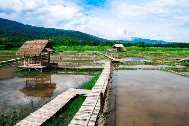 Pavilion with thatched roof outdoor in the rice field