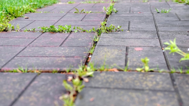 Paving slabs with weeds