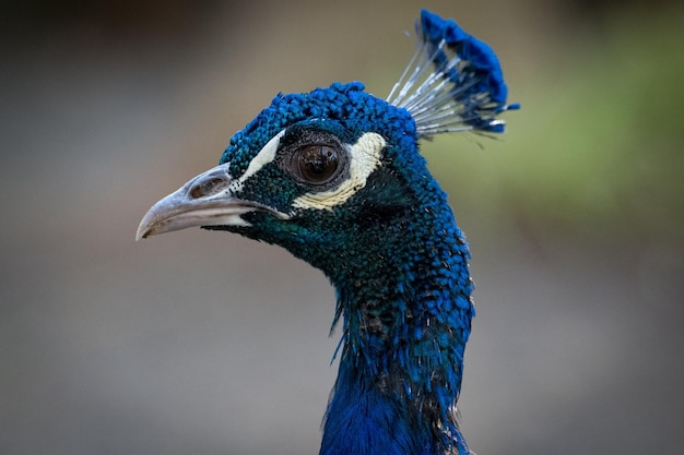 Foto pavo vero tacchino blu