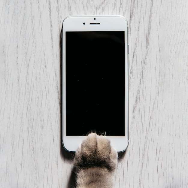 Paw of cat with mobile phone