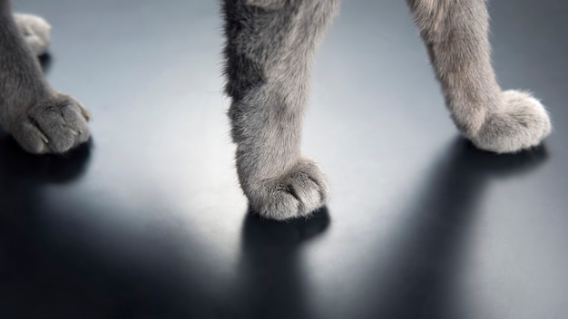 Paw gray cat close up. pets and mammals