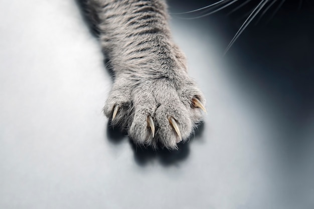 Paw gray cat close up