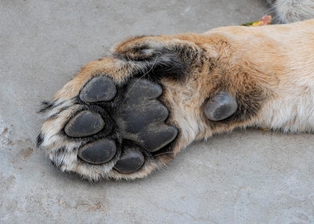 Paw lioness basking in the warm sun after dinner