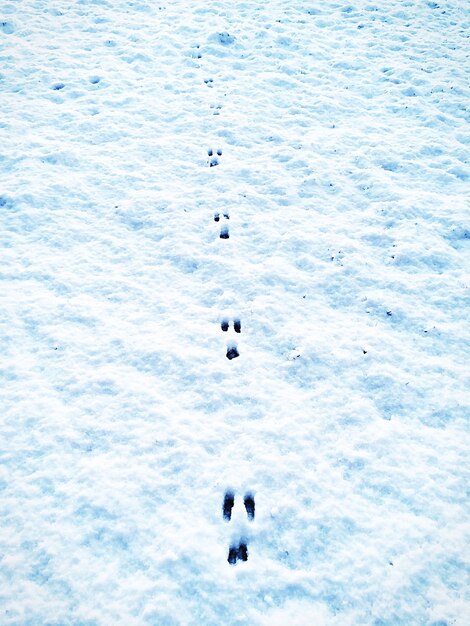 写真 雪の中の足跡