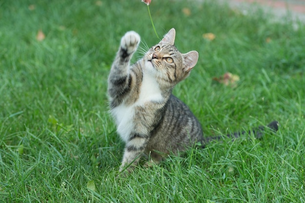 遊び心のあるムードの屋外で純血種のメスティーソペット猫の足は、緑の草の動物の生活に座っています