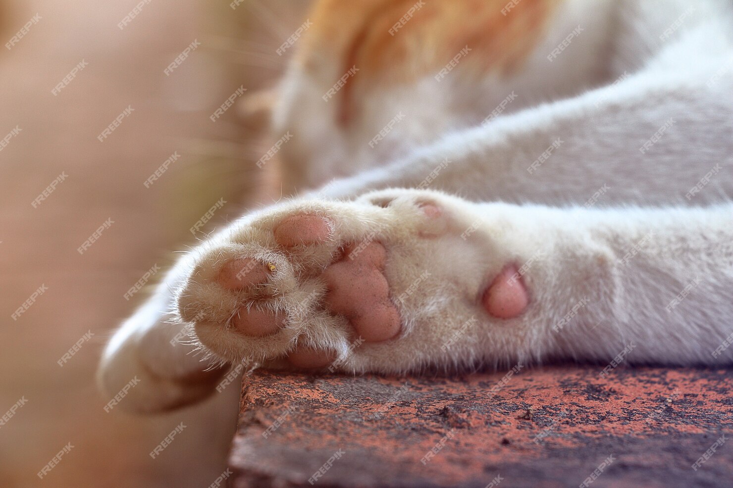 Подушечки вибрисс у кошек это