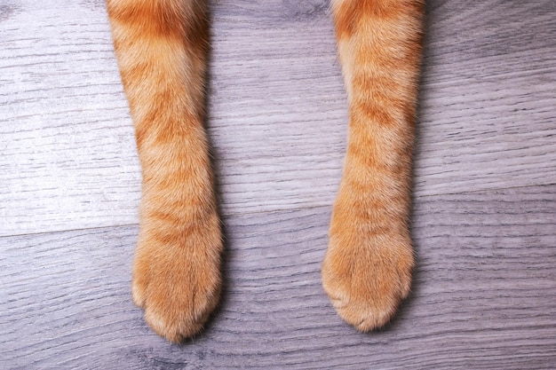 Paws of a ginger cat on a wooden floor