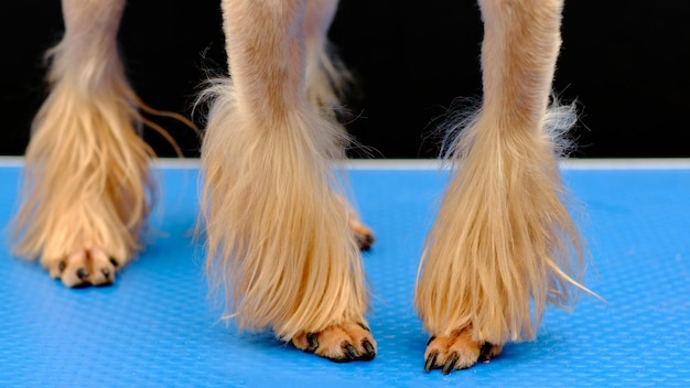 Paws of a Yorkshire terrier after a closeup haircut