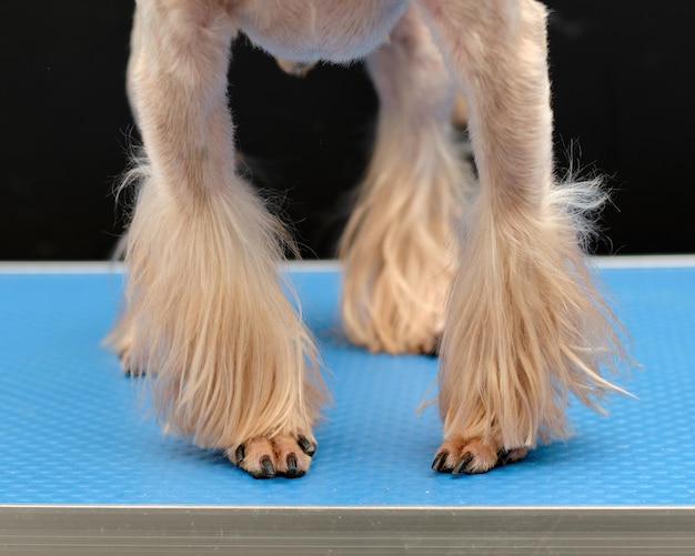Paws of a Yorkshire terrier dog after grooming and grooming in an animal salon