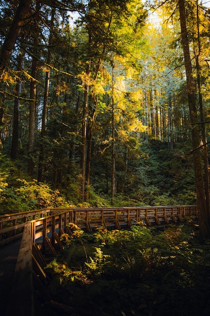 Photo paysage forestier