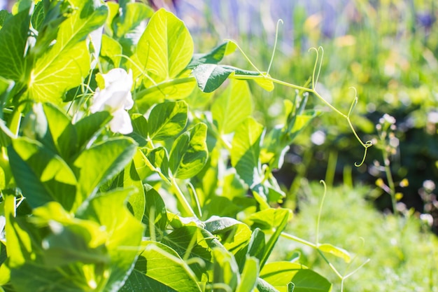 Pea crops planted in soil get ripe under sun Cultivated land close up with sprout Agriculture plant growing in bed row Green natural food crop