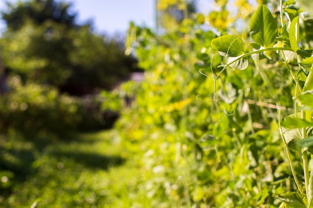 Pea crops planted in soil get ripe under sun Cultivated land close up with sprout Agriculture plant growing in bed row Green natural food crop