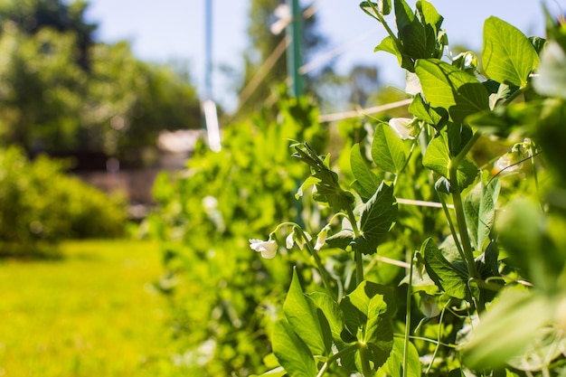 土壌に植えられたエンドウ豆の作物は太陽の下で熟します耕作地は芽でクローズアップベッド列で成長している農業植物緑の自然食用作物