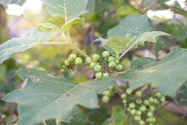 植物のエンドウ ナス タイ トルコ ベリーの自然の背景に野菜料理