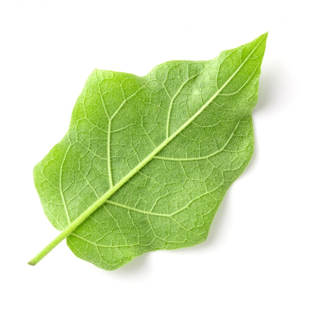 Pea Eggplants or turkey berry isolated over white background