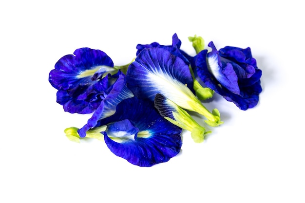 Pea flowers isolated on white background.