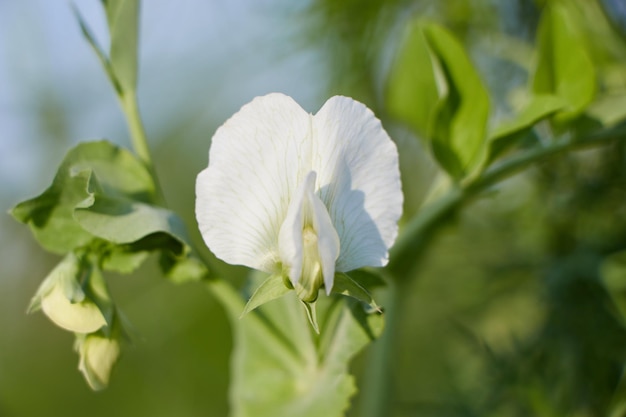 背景に白い花を持つエンドウ豆の植物