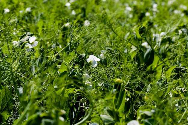 緑のエンドウ豆が育つ農地、白い花びらで開花中のエンドウ豆