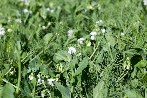 緑のエンドウ豆が育つ農地、白い花びらで開花中のエンドウ豆