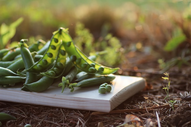 Pea pod on the ground