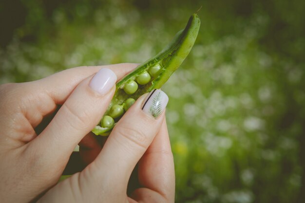 Pea pod in the hands of a girl, close-up