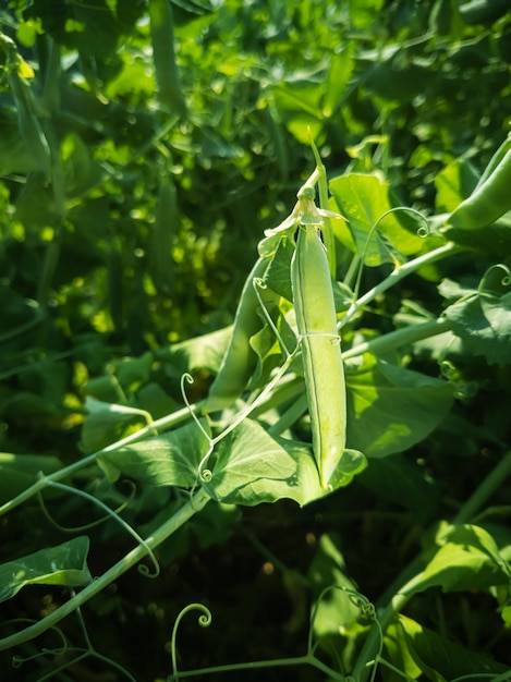 Pea pods hang on a branch. Bright sunshine.