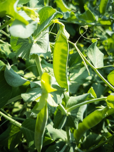 Pea pods hang on a branch. Bright sunshine.