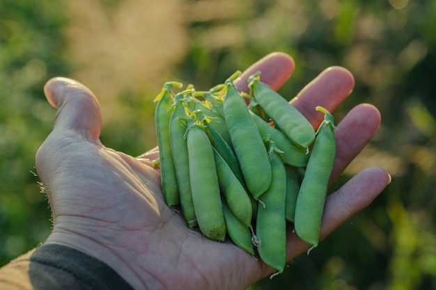 Pea pods in a man's hand A farmer harvests legumes in the field Green peas in pods on the palm of hand