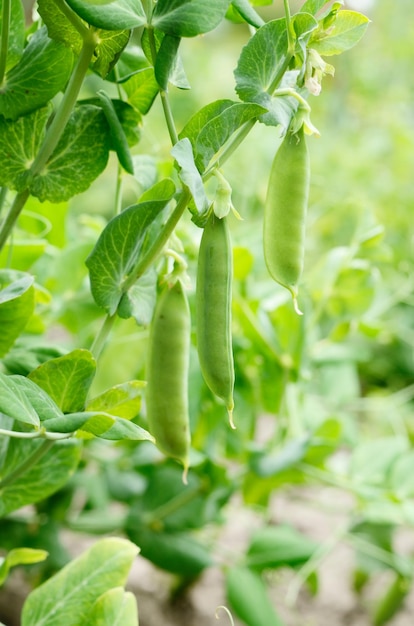 Photo pea pods