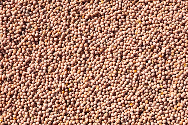 Photo pea seeds treated with plant protection