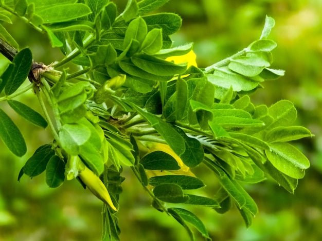 Pea shrub Caragana frutex Xerophilous plant Steppe acacia in early spring