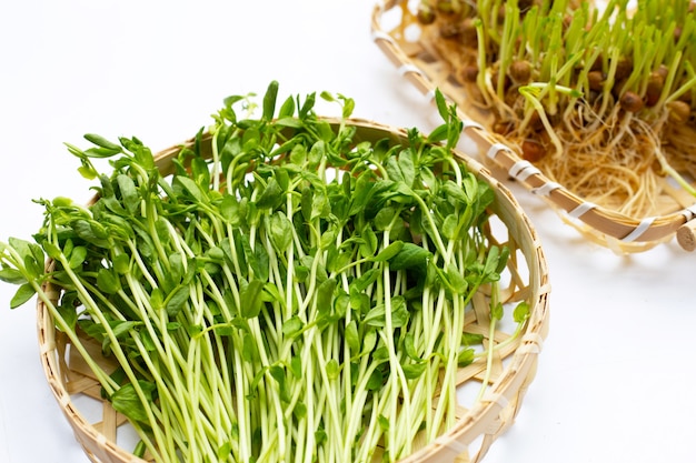 Pea Sprouts in bamboo basket on white background.