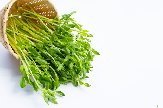 Pea Sprouts on white background.